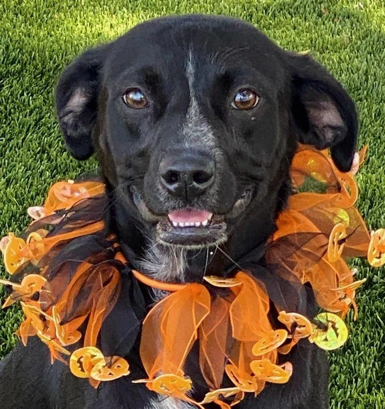 An adult medium-sized female Black Terrier dog named Giselle for adoption in Colusa, CA