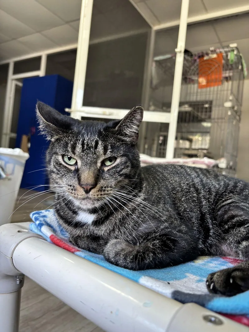 An adult medium-sized male Domestic Short Hair cat named Ernie for adoption in Naples, FL