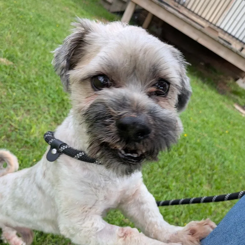 An adult small-sized male Gray / Blue / Silver Shih Tzu dog named Valen for adoption in Houston, TX
