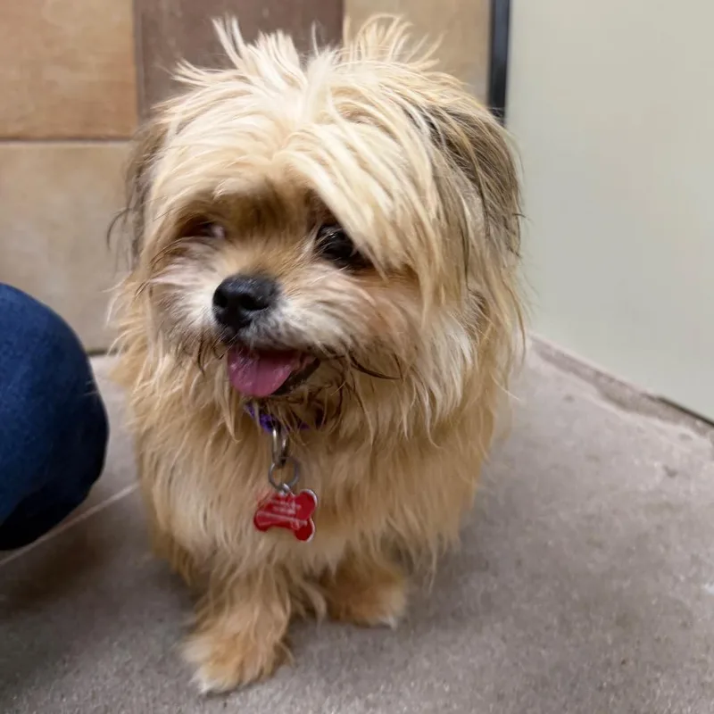 A senior small-sized female Maltese dog named Granny for adoption in Las Vegas, NV
