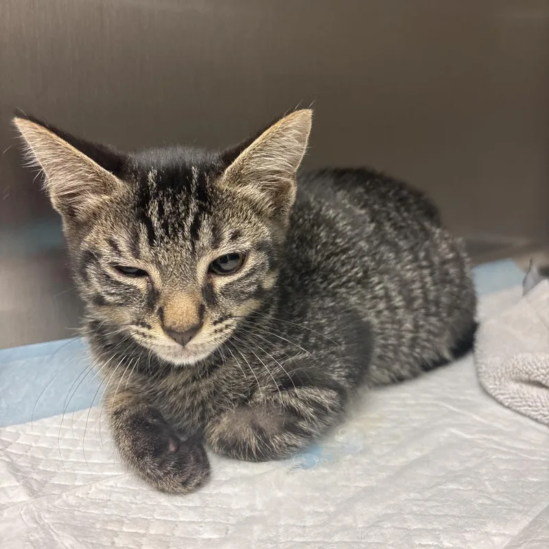 A baby small-sized male Brown / Chocolate Domestic Short Hair cat named Panther for adoption in Jacksonville, FL