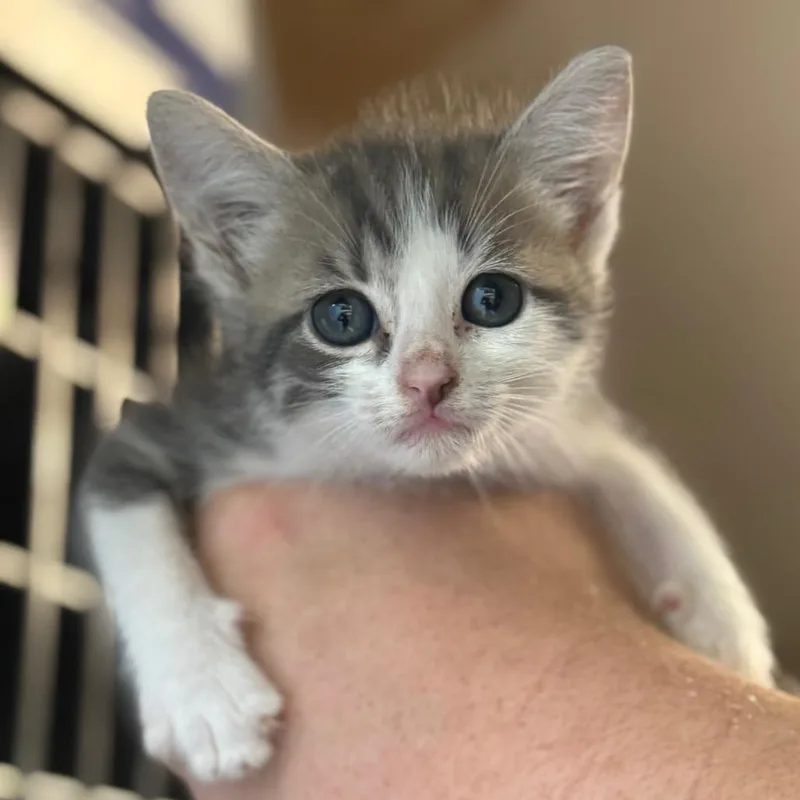 A baby small-sized male Gray / Blue / Silver Domestic Short Hair cat named Evan for adoption in Lucedale, MS