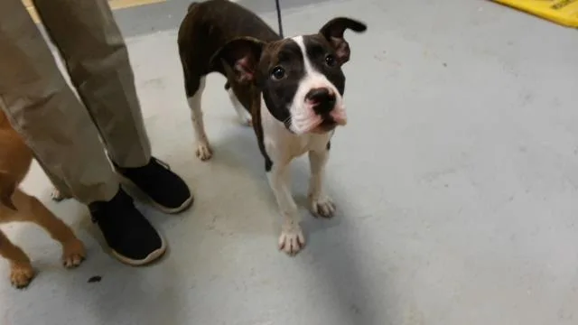 A baby small-sized female Pit Bull Terrier dog named Forklift Certified for adoption in Tulsa, OK