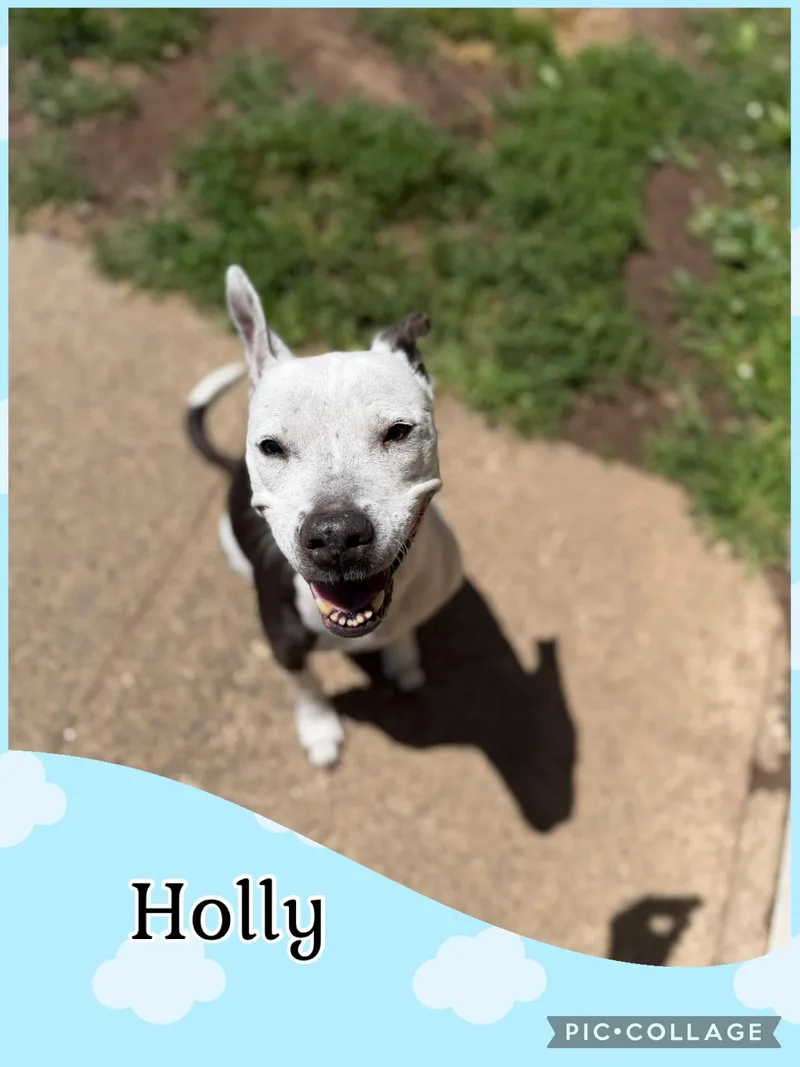 A senior medium-sized female White / Cream Pit Bull Terrier dog named Holly for adoption in West Haven, CT
