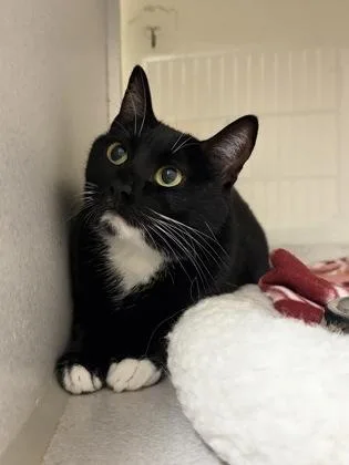 An adult medium-sized female Domestic Short Hair cat named Moon for adoption in Divide, CO