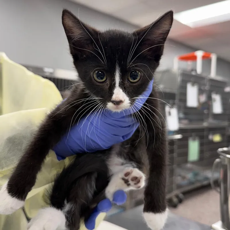 A baby small-sized male Black Domestic Short Hair cat named Hemlock for adoption in Salt Lake City, UT