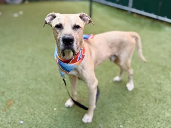 An adult medium-sized male Mixed Breed dog named Alphonse for adoption in New York, NY