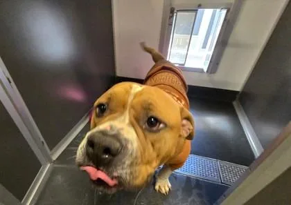 Chubbs Aka Brick House