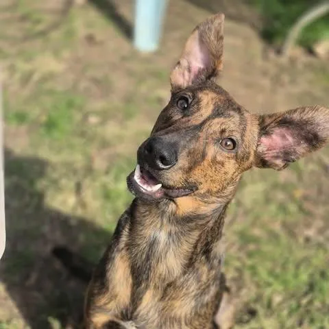 A young medium-sized male Brindle Shepherd dog named Dew for adoption in Dover, AR