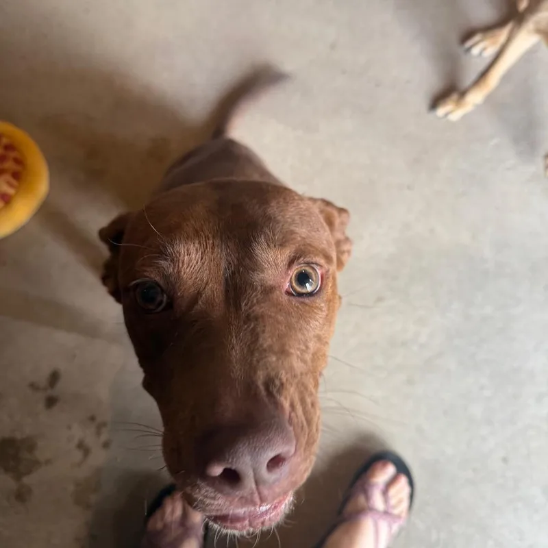 An adult medium-sized female Yellow / Tan / Blond / Fawn Retriever dog named Tajin for adoption in Grand Junction, CO