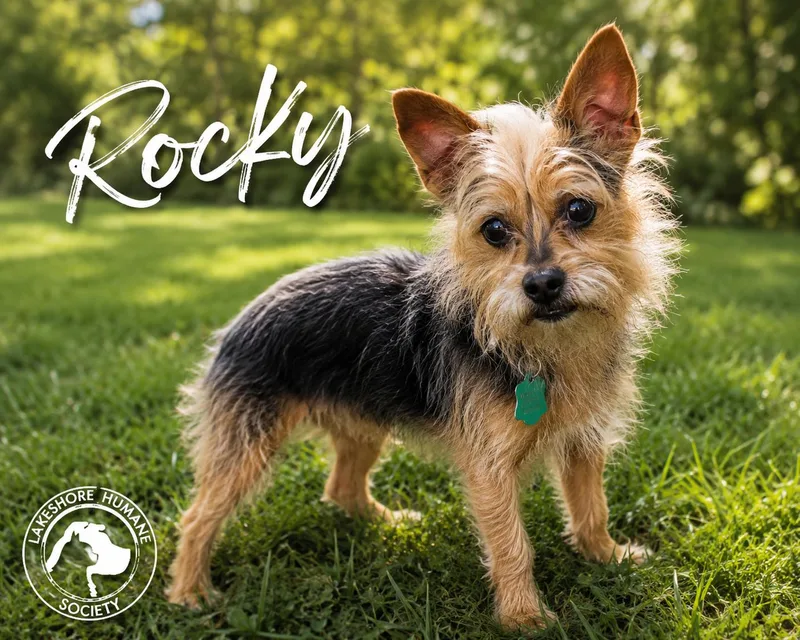 A senior small-sized female Miniature Schnauzer dog named Rocky for adoption in Dunkirk, NY