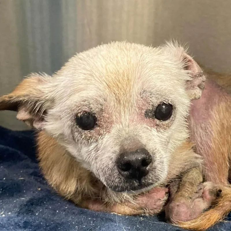 A senior small-sized male Mixed Breed dog named Meatloaf for adoption in Long Island City, NY