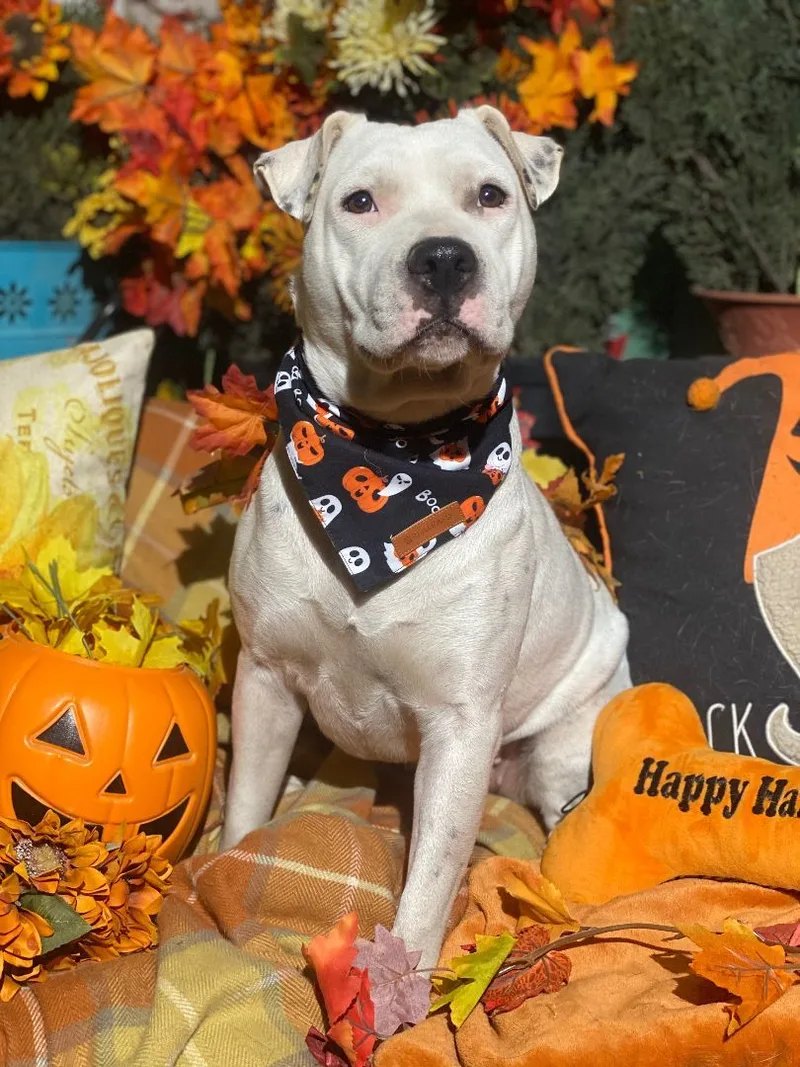 Amazing & Fabulous Lulu thumbnail 2