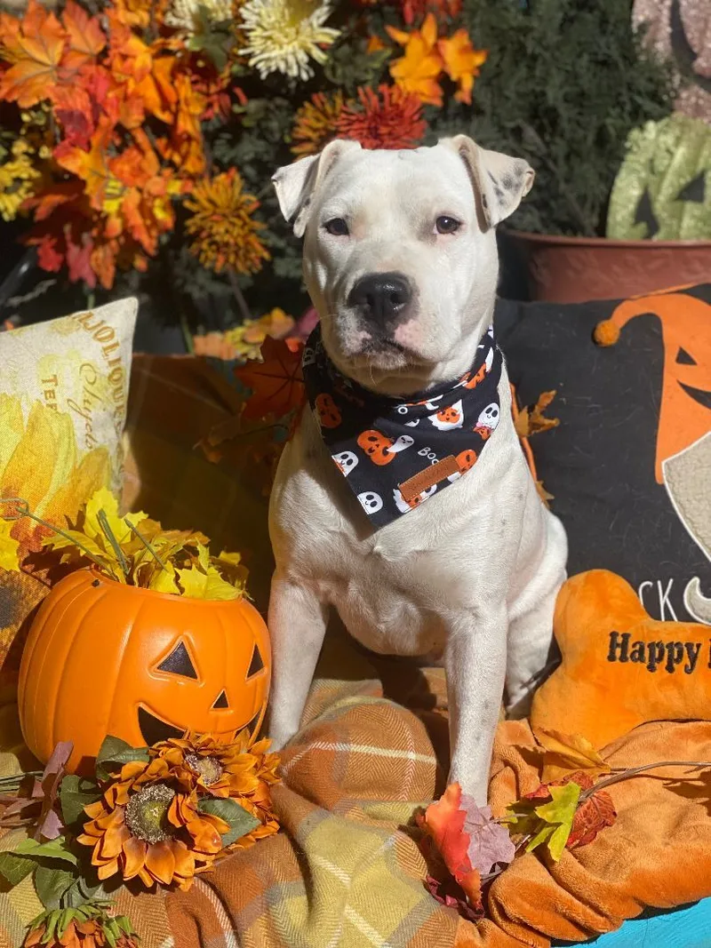 Amazing & Fabulous Lulu thumbnail 3