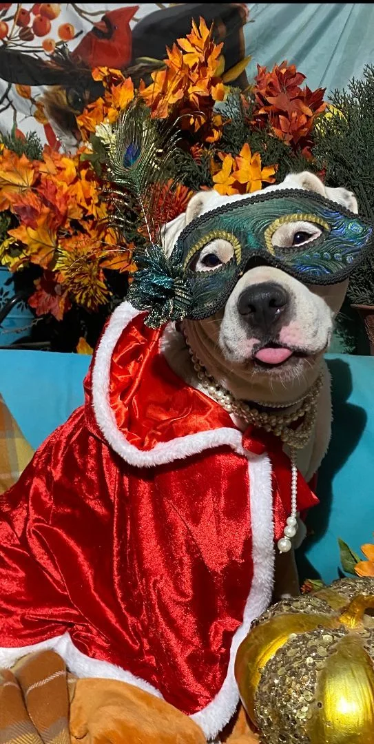 Amazing & Fabulous Lulu thumbnail 4