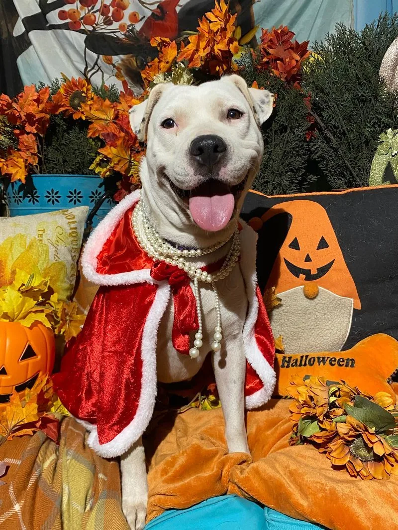 A young medium-sized female White / Cream American Staffordshire Terrier dog named Amazing & Fabulous Lulu for adoption in Acton, CA