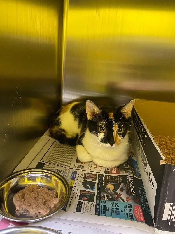 An adult medium-sized female Domestic Short Hair cat named Wattle for adoption in Jackson, TN