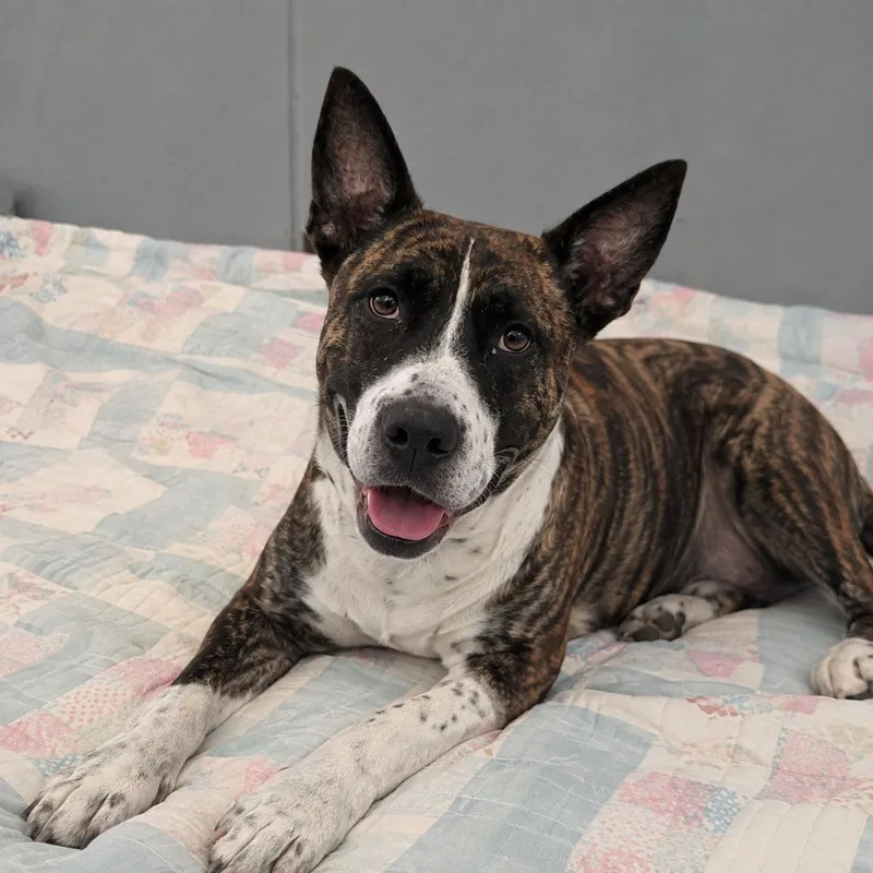 A young medium-sized female Brindle Australian Cattle Dog / Blue Heeler dog named Jolie Grace for adoption in Farmington, MO