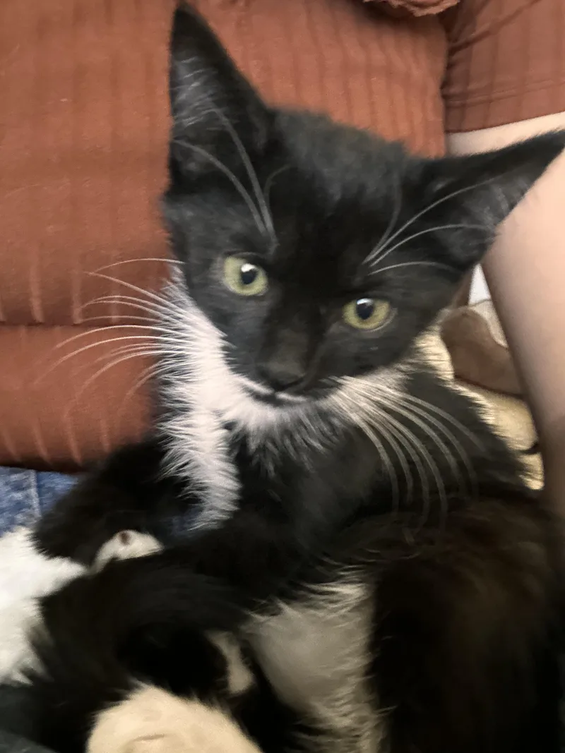 A baby small-sized male White Domestic Short Hair cat named Boogie for adoption in Fruit Heights, UT