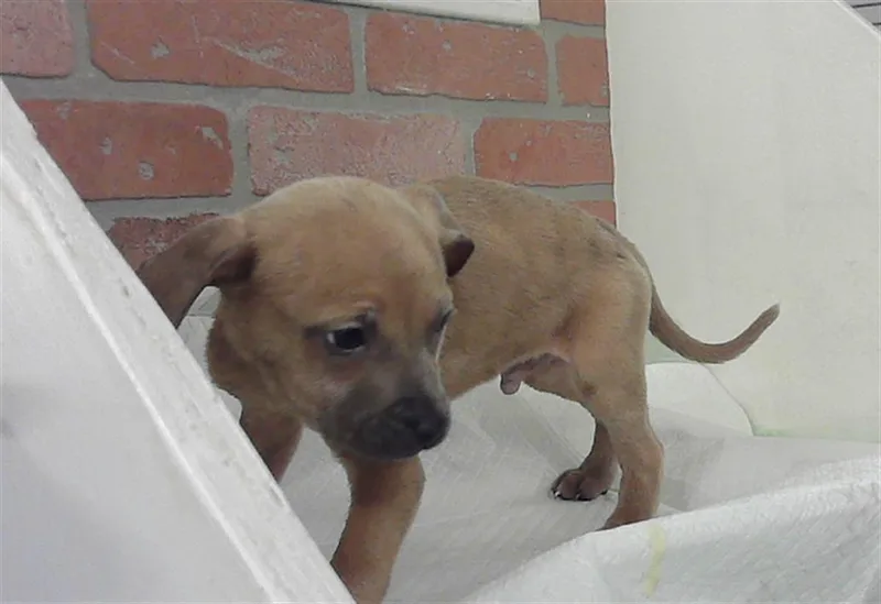 A baby small-sized male Black Mouth Cur dog named Jordan for adoption in Houston, TX