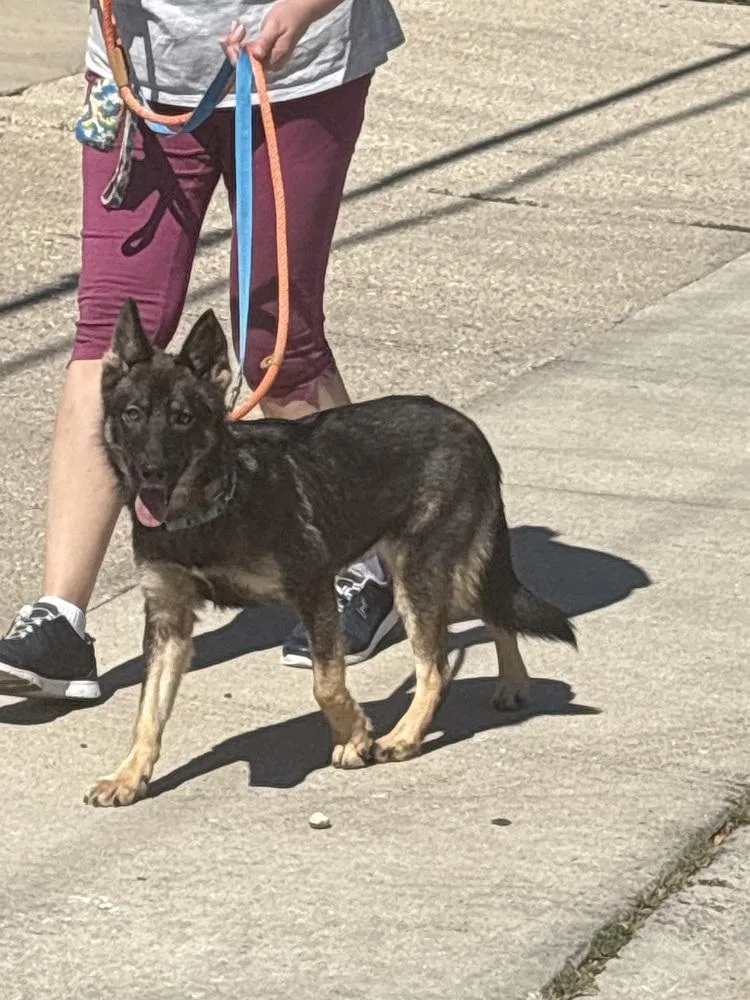 A baby small-sized female German Shepherd Dog dog named Sasha for adoption in Suamico, WI