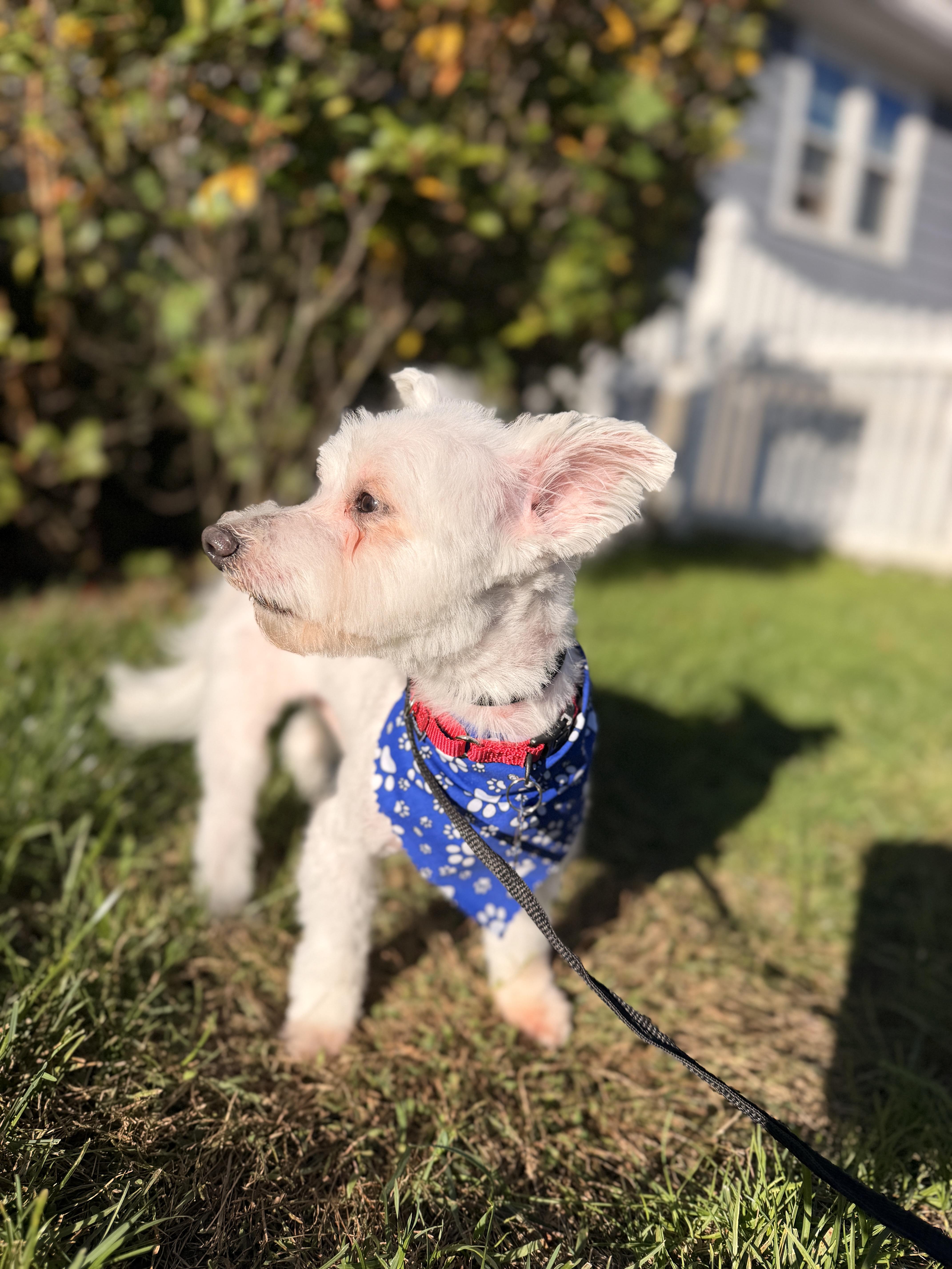 An adult small-sized male Maltese dog named Swiffer for adoption in Thornwood, NY