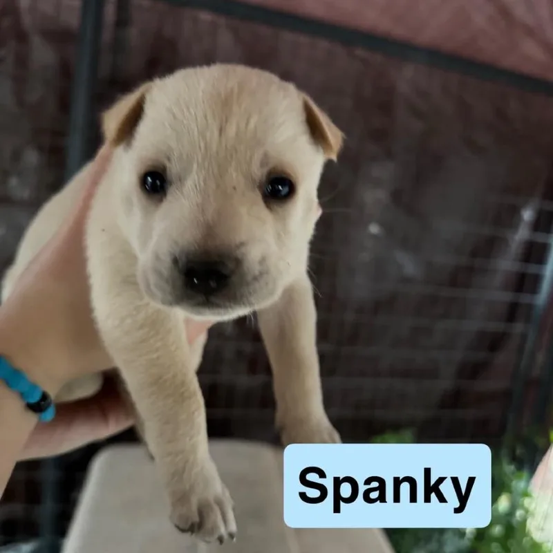 A baby small-sized male Labrador Retriever dog named Spanky for adoption in Pearsall, TX