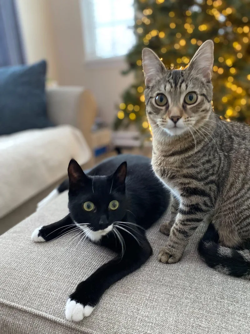 Timber & Ukie thumbnail 3