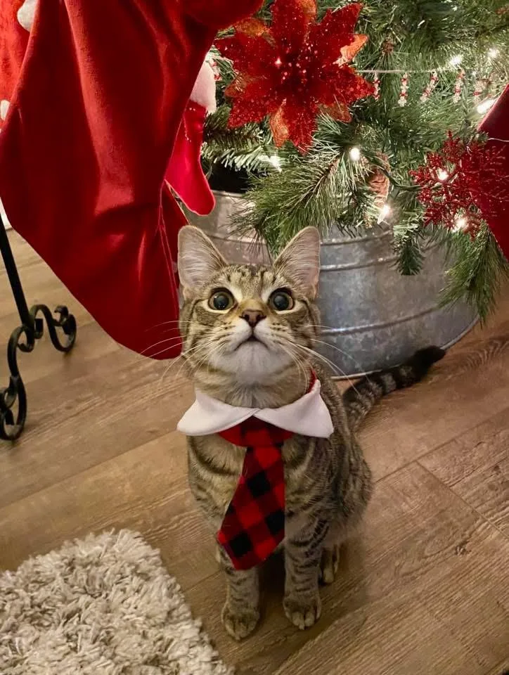 Timber & Ukie thumbnail 4