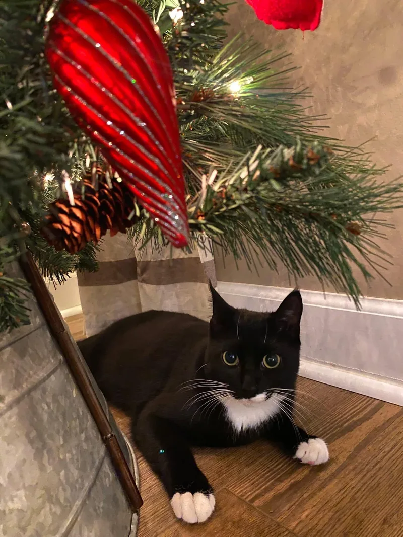 Timber & Ukie thumbnail 5