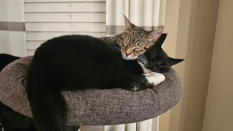 Timber & Ukie thumbnail 6