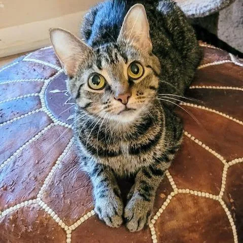 An adult small-sized female Domestic Short Hair cat named Miss Piggy for adoption in Cincinnati, OH