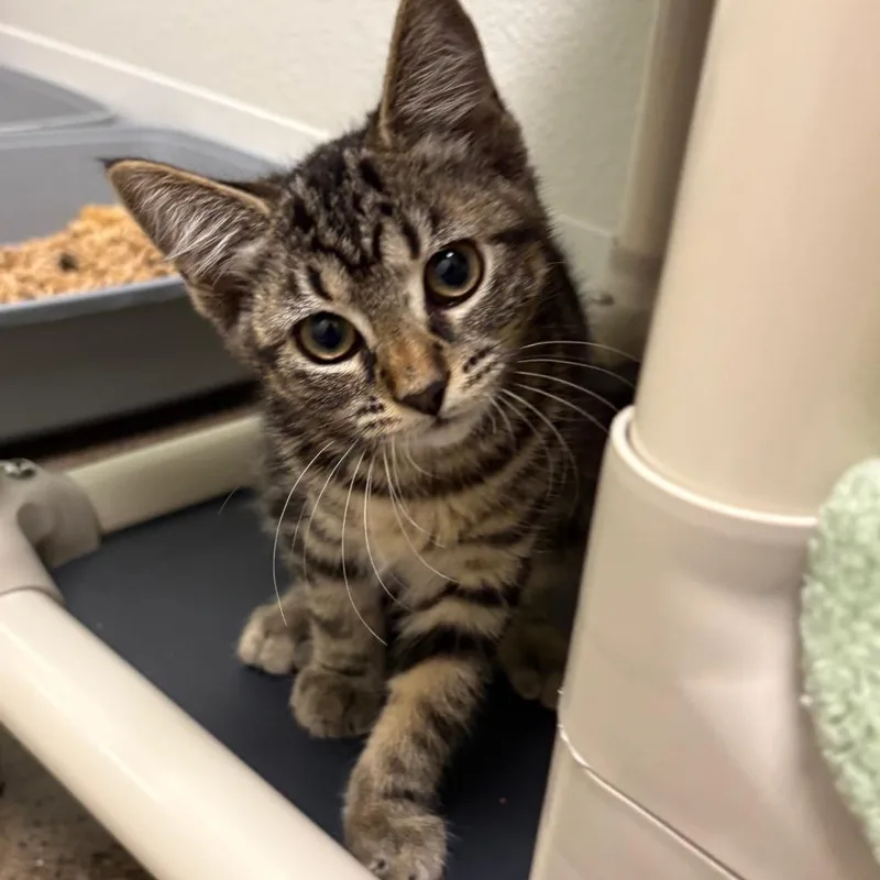 A baby small-sized female Black Domestic Short Hair cat named Sausage for adoption in Keizer, OR
