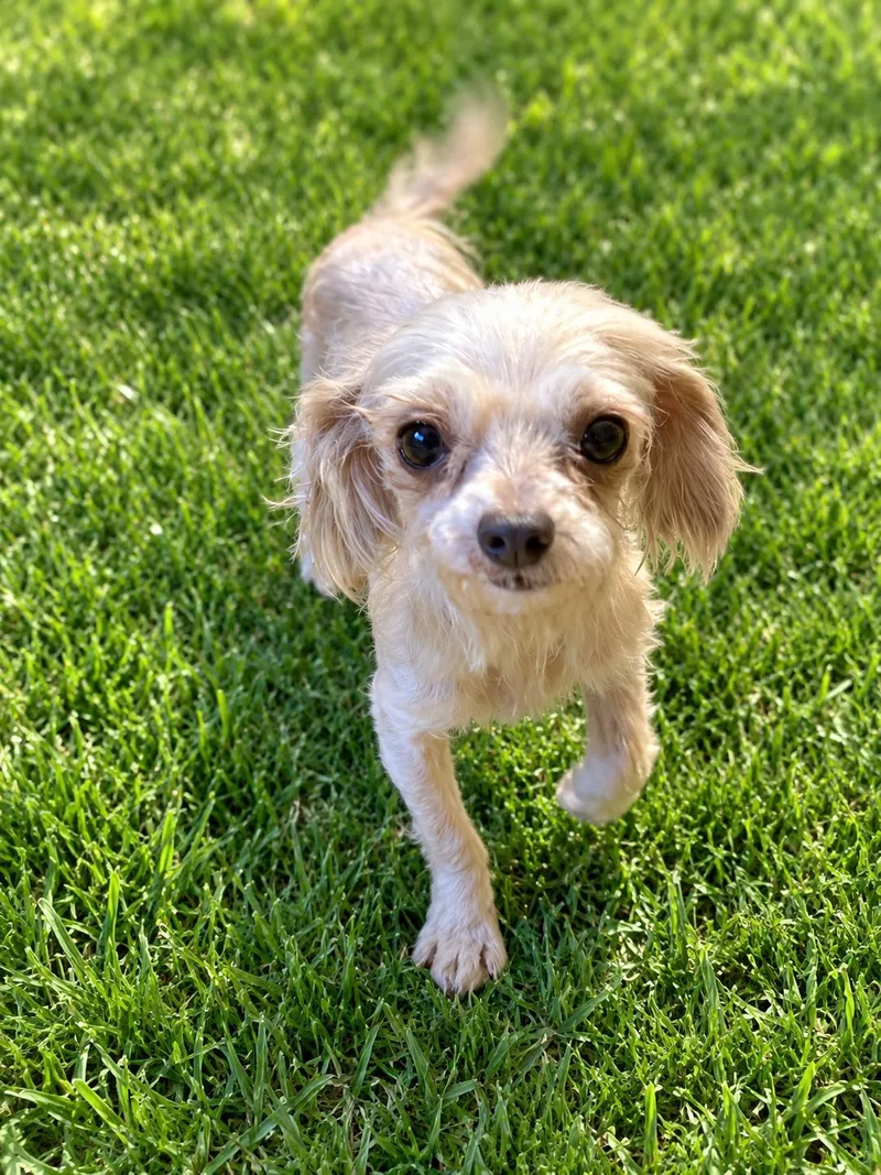 An adult small-sized female Maltese dog named Ellie for adoption in Georgetown , CA