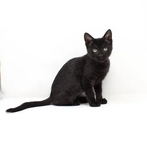 A baby medium-sized female Black Domestic Short Hair cat named Seine for adoption in Florence, AZ