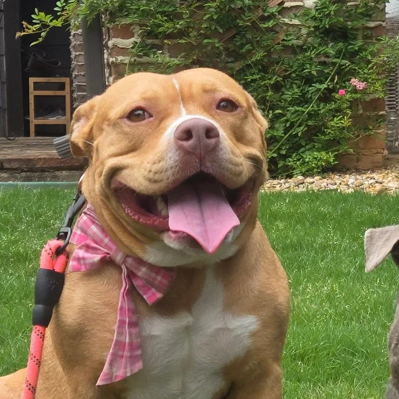 Darla
