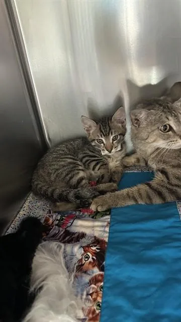 A baby small-sized male Domestic Short Hair cat named Touluse for adoption in Riverside, CA