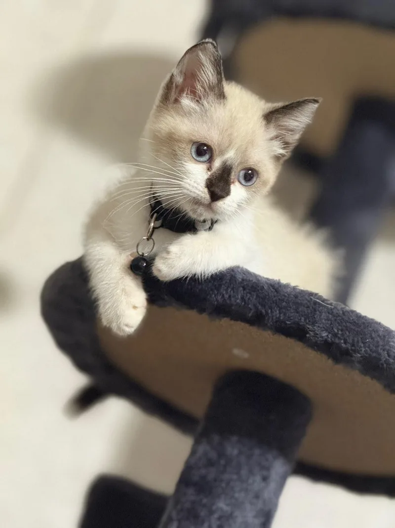 Haku