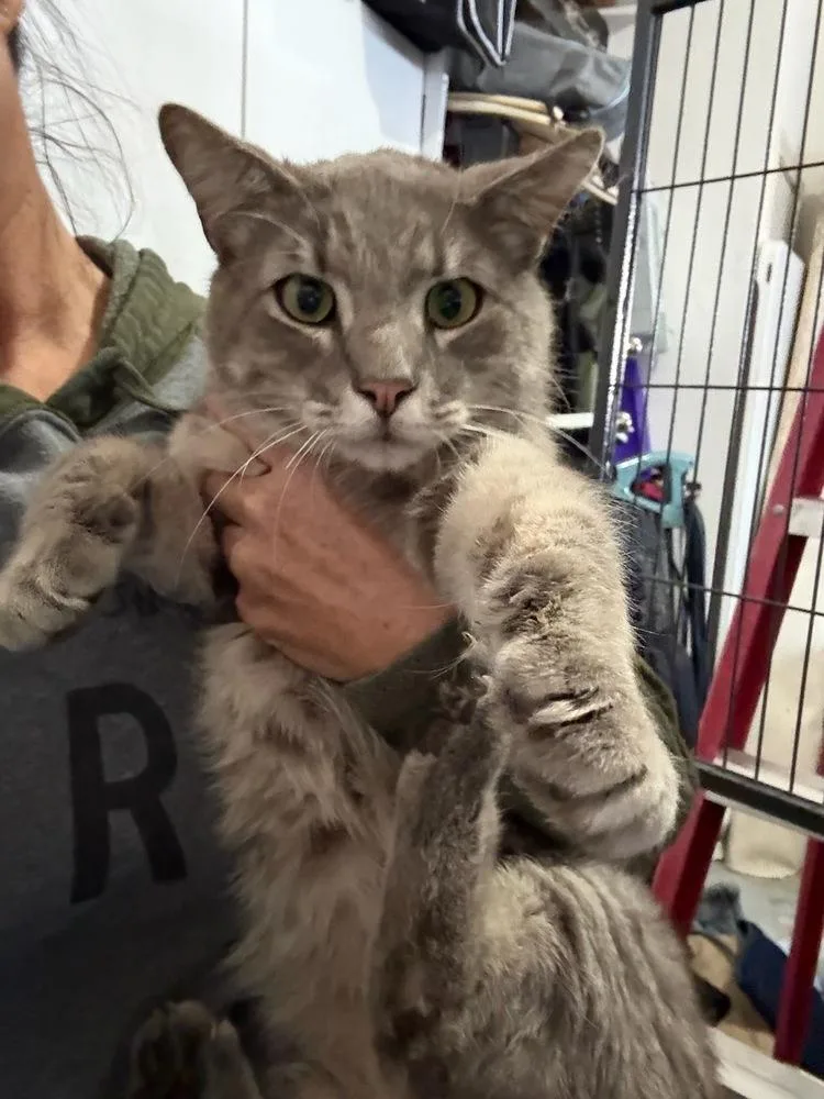 An adult medium-sized male Domestic Medium Hair cat named Cotton for adoption in Dallas, TX