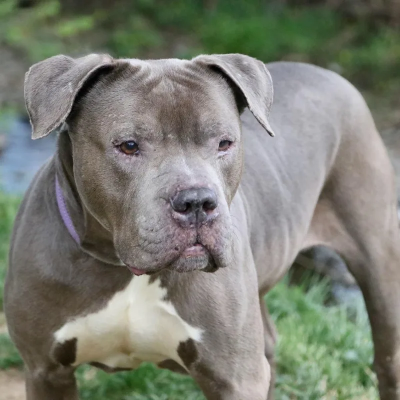 A senior large-sized female Gray / Blue / Silver Mixed Breed dog named Ol' Sally Wags for adoption in Allentown, PA