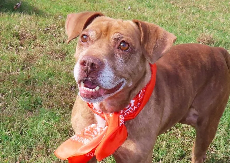 An adult medium-sized male American Bully dog named Trez C for adoption in Rogers, AR