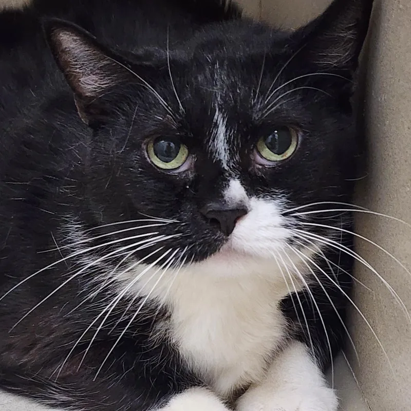 A senior large-sized male Black & White / Tuxedo Domestic Short Hair cat named Ozzy for adoption in Tama, IA