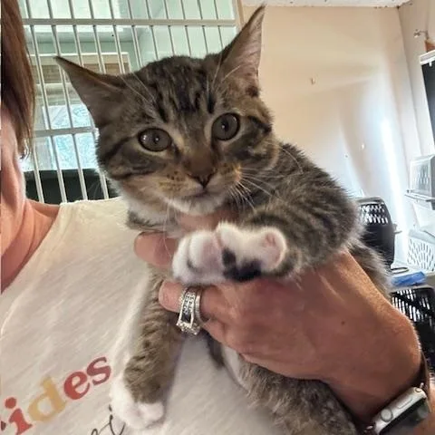 A baby small-sized female Tabby (Gray / Blue / Silver) Domestic Short Hair cat named Luella for adoption in Hutchinson, MN