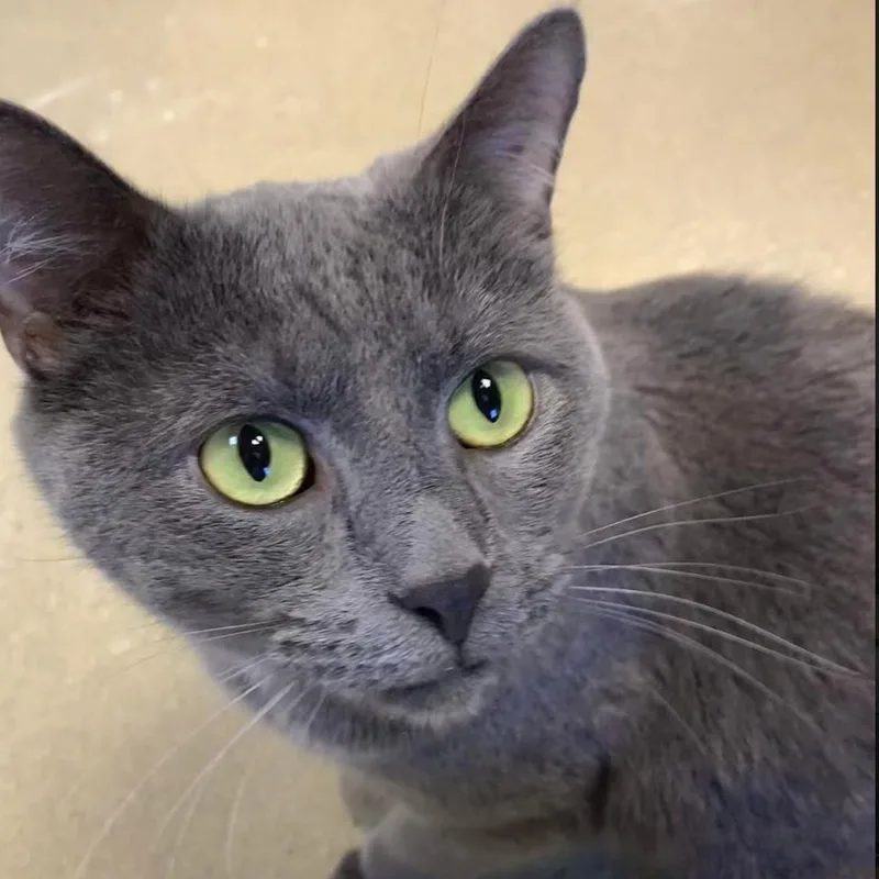 A senior medium-sized male Domestic Short Hair cat named Beaumont for adoption in South Bend, IN