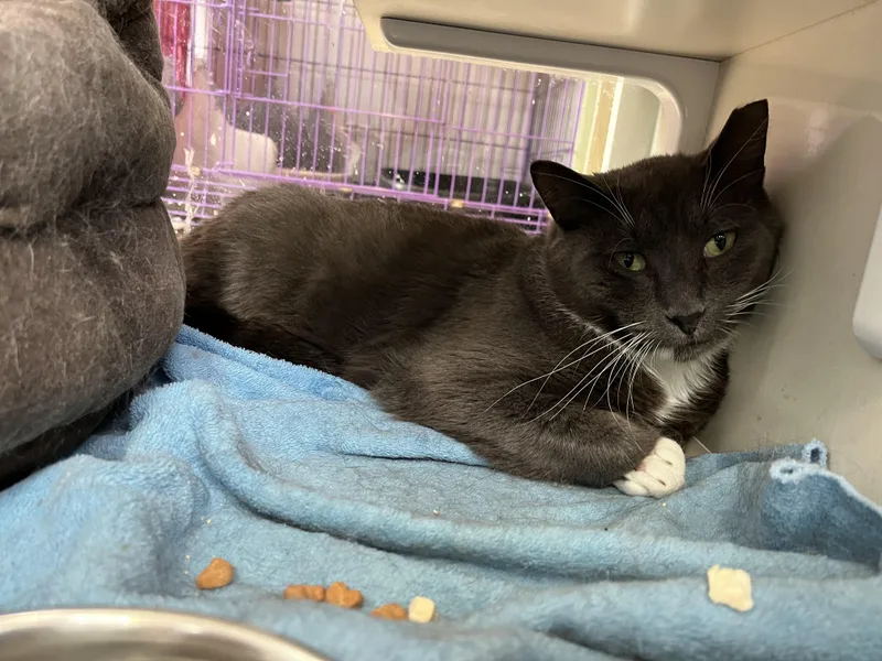 An adult medium-sized male Gray & White Domestic Short Hair cat named Wilson for adoption in Salisbury, MA