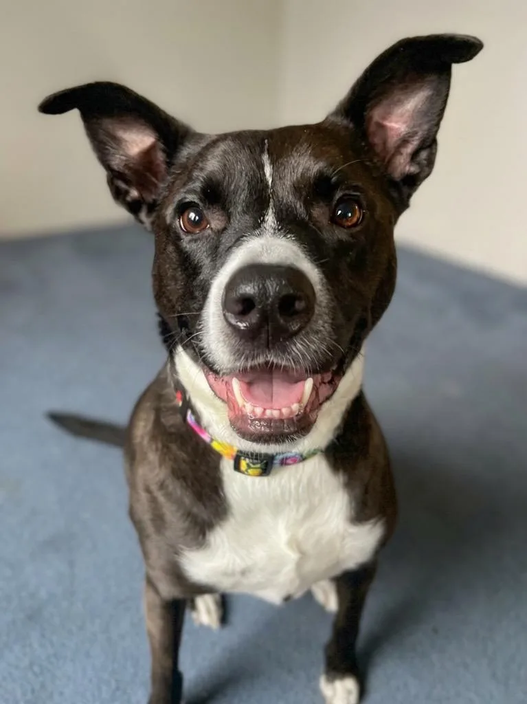 An adult medium-sized female Mixed Breed dog named Halo for adoption in Vashon, WA