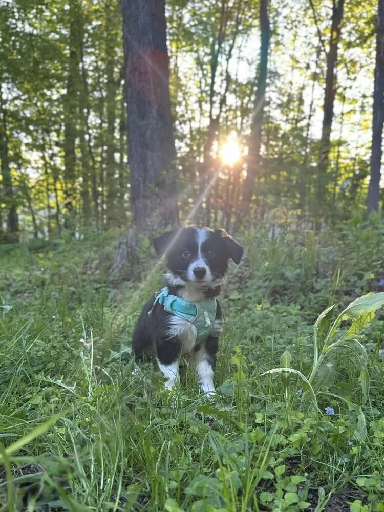 A baby small-sized male Tricolor (Brown, Black, & White) Border Collie dog named Ringo for adoption in Ontario, CA