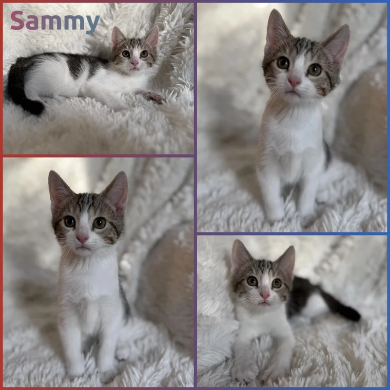 A baby small-sized male Tabby (Gray / Blue / Silver) Domestic Short Hair cat named Sammy for adoption in Louisville, KY
