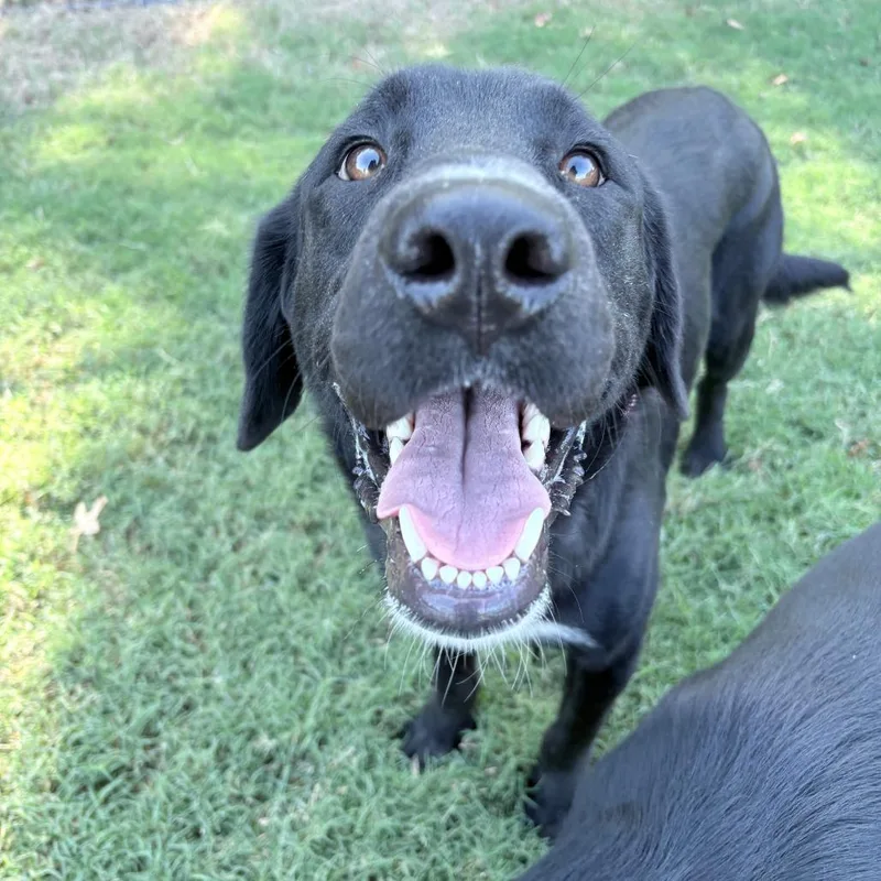 An adult medium-sized male Black Labrador Retriever dog named Burt for adoption in Cabot, AR