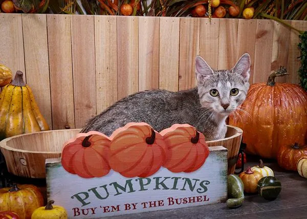 A baby medium-sized female Tabby (Buff / Tan / Fawn) Tabby cat named Tink for adoption in Parker, TX